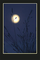 photo "Rise of the Moon"