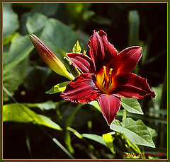 photo "The lily"
