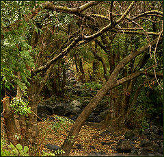 photo "after rain"