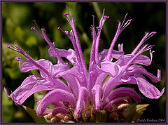 photo "A Coronal"