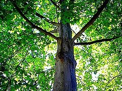 photo "Tree"