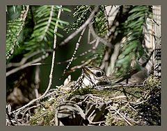 photo "Сuckoo"