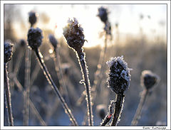 photo "..."