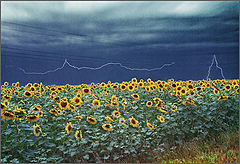 photo "Untitled photo"