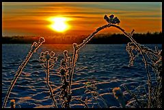 фото "Cold..."