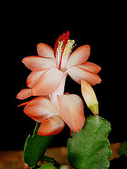 фото "Cactus Flower 2"