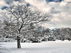 photo "Whiter shade ..."