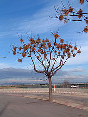 фото "tree"