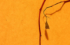 photo "Y"