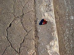 photo "a little beauty in the big city"
