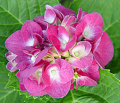 фото "Cluster of Flowers"