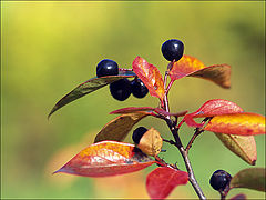 photo "Berries"