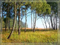 photo "Birch morning"