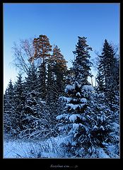 photo "Blue forest..."