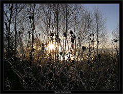 photo "Icey stalks"