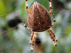 photo "Spider"