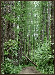 photo "Walks on a forest"