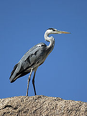 фото "Heron"
