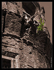 photo "a power of life..."