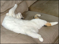 photo "This Is How I Sleep"