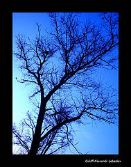 photo "Cold"