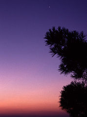 photo "Morning Glory"