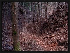 photo "the forest way"