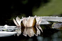 photo "Life on water"