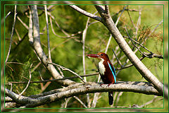 photo "choke with your bird!"