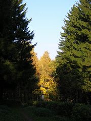 photo "From a series " Walks in a wood " #1"