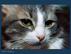 photo "Cattus vulgaris"