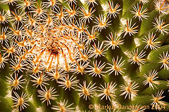 photo "kaktus"