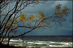 photo "windy willows"