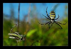 photo "life is brutal"