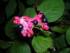 photo "Flowers ???"