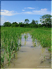 photo "A green way"
