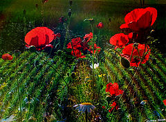 photo "poppy"