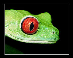 photo "Portrait of Mr. Agalychnis"