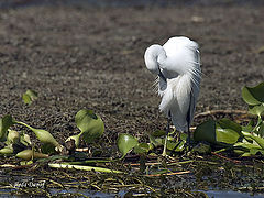 фото "Heron 2"