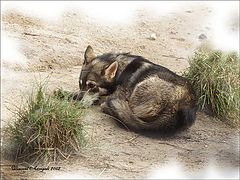 фото "Texas Wolf"