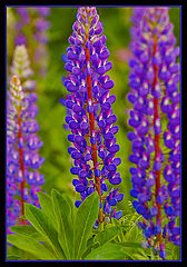 фото "cobalt"