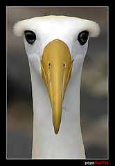 photo "Albatros (Diomedea irrorata)"