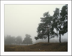 photo "morning foggy"