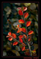 photo "autumn twig"