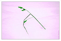 photo "Endurence"