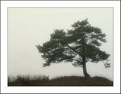 photo "morning foggy #6"