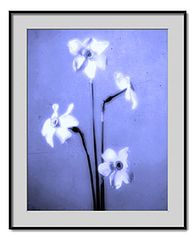 фото "narcissi"