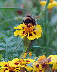 photo "The collector of honey"