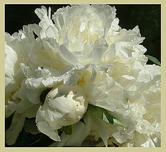 photo "Peony II"