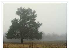 photo "morning foggy #7"